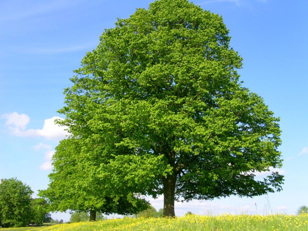 png tree specialist -tree calendar - Summer